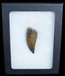 Large Albertosaurus Tooth - Montana #6946-3